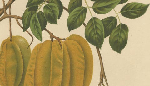 Antique Star Fruit Botanical Chromolithograph by Hoola van Nooten, c. 1880, close-up 5