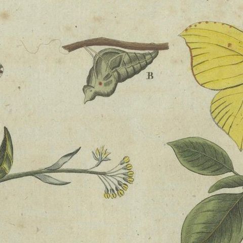 Exquisite Depiction of Butterflies and Caterpillars: A Hand-Colored Engraving, close-up 4