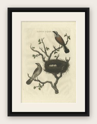 Antique Hand-Coloured Bird Print of The Red-Backed Shrike, 1789, shown framed