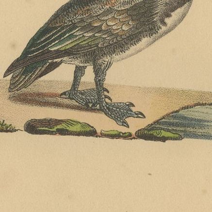 Pl. 172 Antique Bird Print of the Eurasian Wigeon by Lejeune 'c.1830', close-up 1