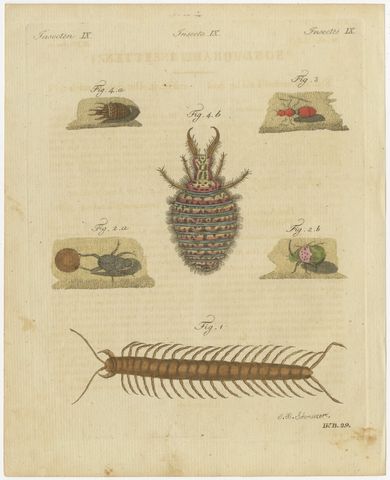 Centipede, Dung Beetle and Ant Lion, Antique Bertuch Print, circa 1805, view 2