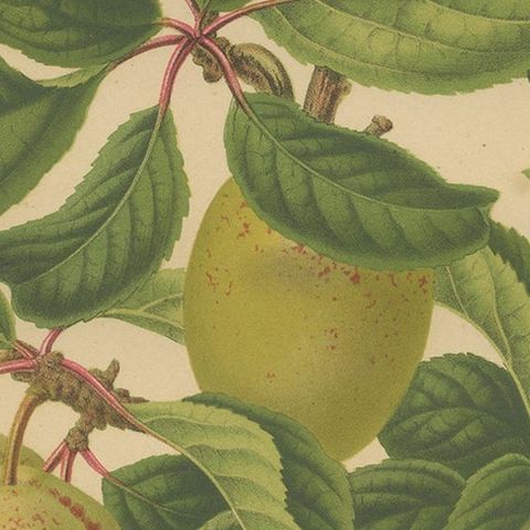 Antique Hand-Colored Flower Print of the Coe's Golden Drup Plum, 1879, close-up 2