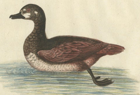 Hand-Colored Engraving of the Small Brown and White Duck by Seligmann, c.1770, close-up 4