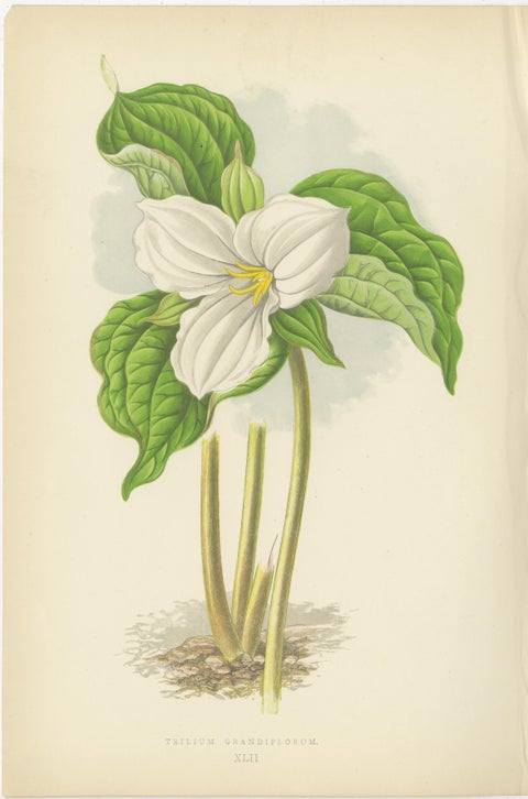 Alpine Botanical Lithograph Pair of Vinca and Trillium, 1874, view 2