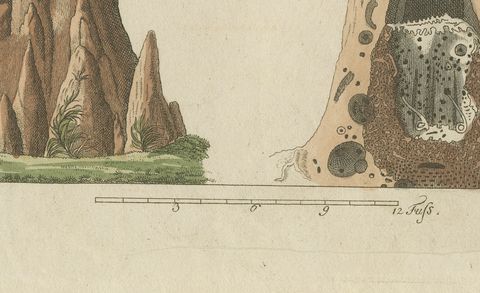Termites and Termite Mound with Swollen Queen, Antique Bertuch Print, circa 1805, close-up 2