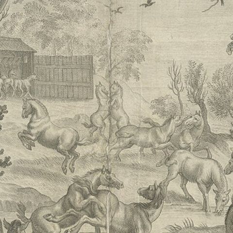 Old and Interesting Rare Print of a Study of Horses, ca.1665, close-up 3