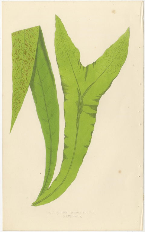 Exotic Victorian Fern Lithograph Collection with English Species Names, 1856, view 10