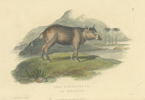 Antique Print with Hand Coloring of a Babirusa, view 3