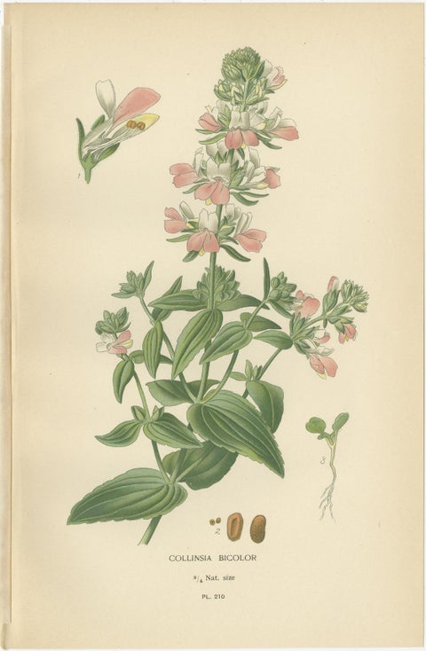 1897 Botanical Prints, Beard-Tongue, Collinsia, Zaluzianskya, and Monkey Flower, view 3