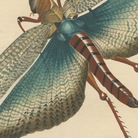 1848 Hand-Coloured Lithograph of the Large Indian Grasshopper, close-up 5