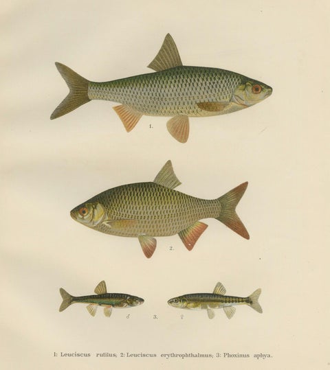 Rudd and Minnow - Elegant Freshwater Fish Lithograph from Scandinavia, 1895, close-up 6