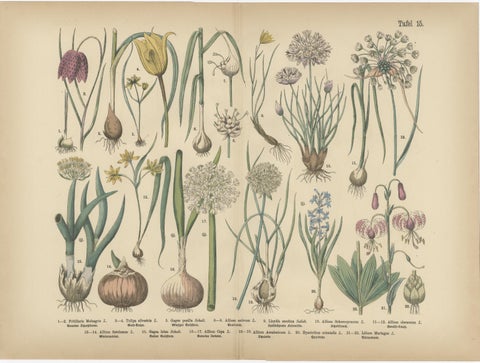 Antique German Botanical Atlas Plates, Tafel 15–16, Bulb Flowers, 1885, view 2