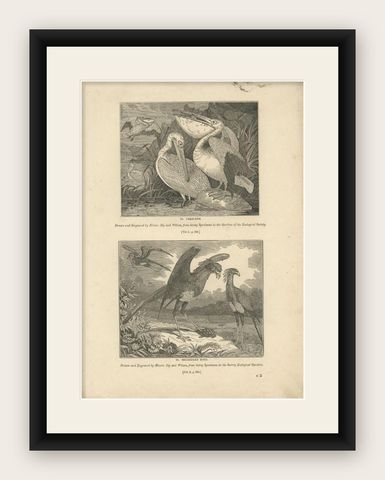 Antique Print of Pelicans and Secretary Birds, 1835, shown framed
