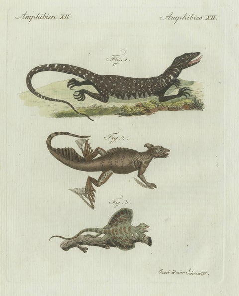 Original Antique Print of Exotic Lizards and Flying Dragon by Bertuch, c. 1800, close-up 6