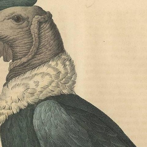 Condor Vulture Antique Lithograph Print, 1847, Detailed Ornithology, close-up 1