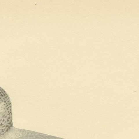 Antique Bird Print of the Common Gull 'Winter' by Von Wright '1929', close-up 1