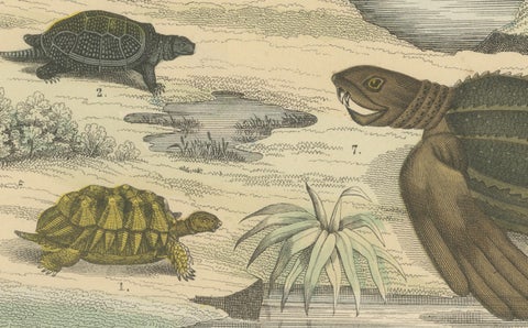 Turtles & Tortoises Print: Sea Turtle, Snapping Turtle, Terrapin, Antique 1867, close-up 3
