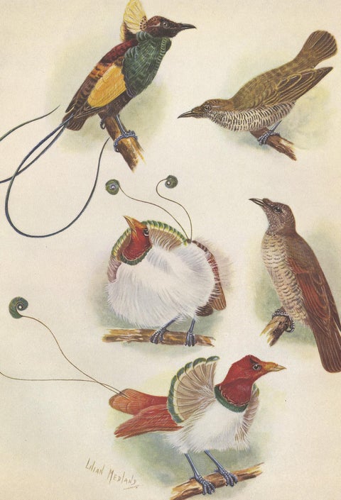 Antique Print of the Magnificent Bird of Paradise and the King Bird of Paradise, view 4