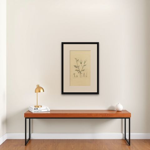 Antique Botany Print of Scandix Pecten-Veneris by Curtis 'circa 1817', shown framed on a wall