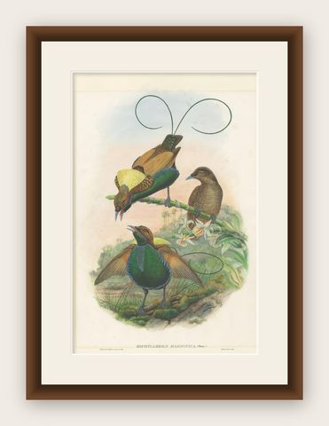 Antique Bird Print of the Magificant Bird of Paradise by Gould, circa 1850, shown framed
