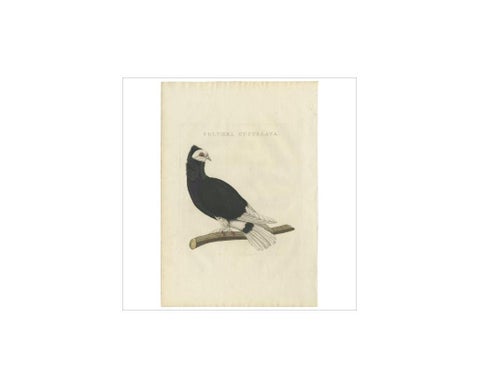 Antique Bird Print of the Jacobin Pigeon by Sepp & Nozeman, 1829, view 3