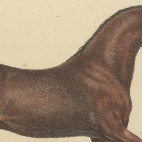 Antique Hand Colored Print of a Persian Horse, close-up 1