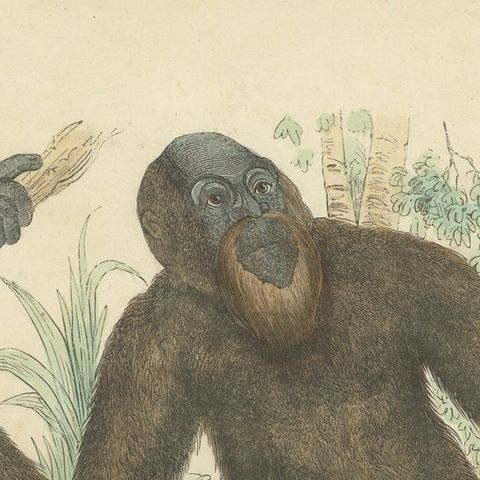 Der gemeine Orang-Utan (Common Orangutan) - Hand-Colored Zoological Print, 1840, close-up 5
