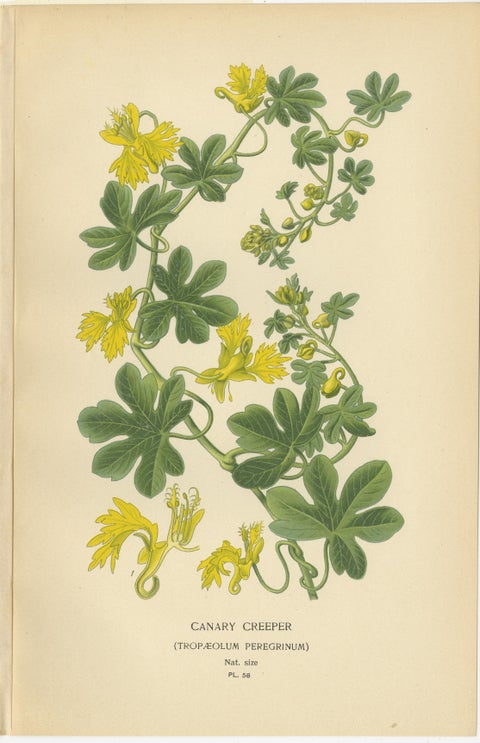 Victorian Geranium Elegance: A Triptych of Horticultural Art, 1896, view 3