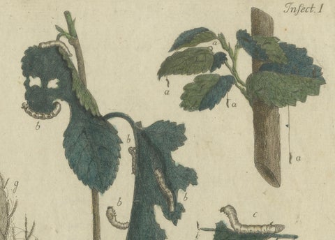 Antique Handcolored Engraving of Silkworm Life Cycle, c.1800, close-up 5