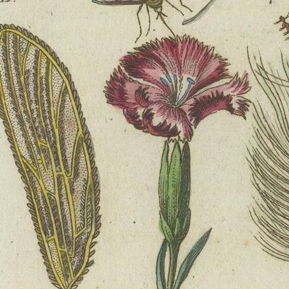Antique Insect Prints: Small Vibrant Engravings of Bugs, Leaves & Flowers, 1832, close-up 2