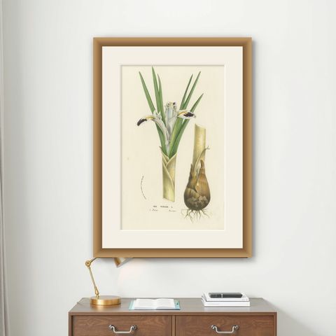 Botanical Illustration of Persian Iris: Iris persica from Iran, c.1855, shown framed on a wall