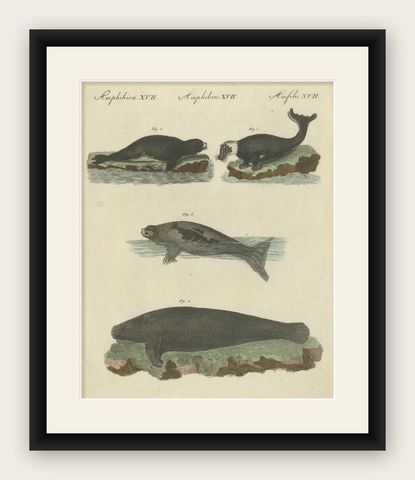 Antique Handcolored Engraving of Seals and Amphibious Mammals, c.1800, shown framed
