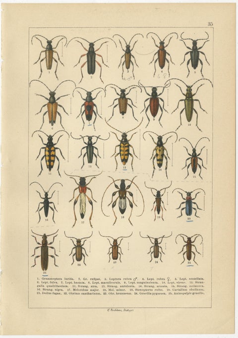 Antique Longhorn Beetle Chromolithographs, European Cerambycidae, Calwer 1893, view 4