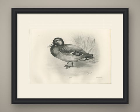 Dabbling Duck, Antique Bird Print after Lilian Medland, circa 1909, shown framed
