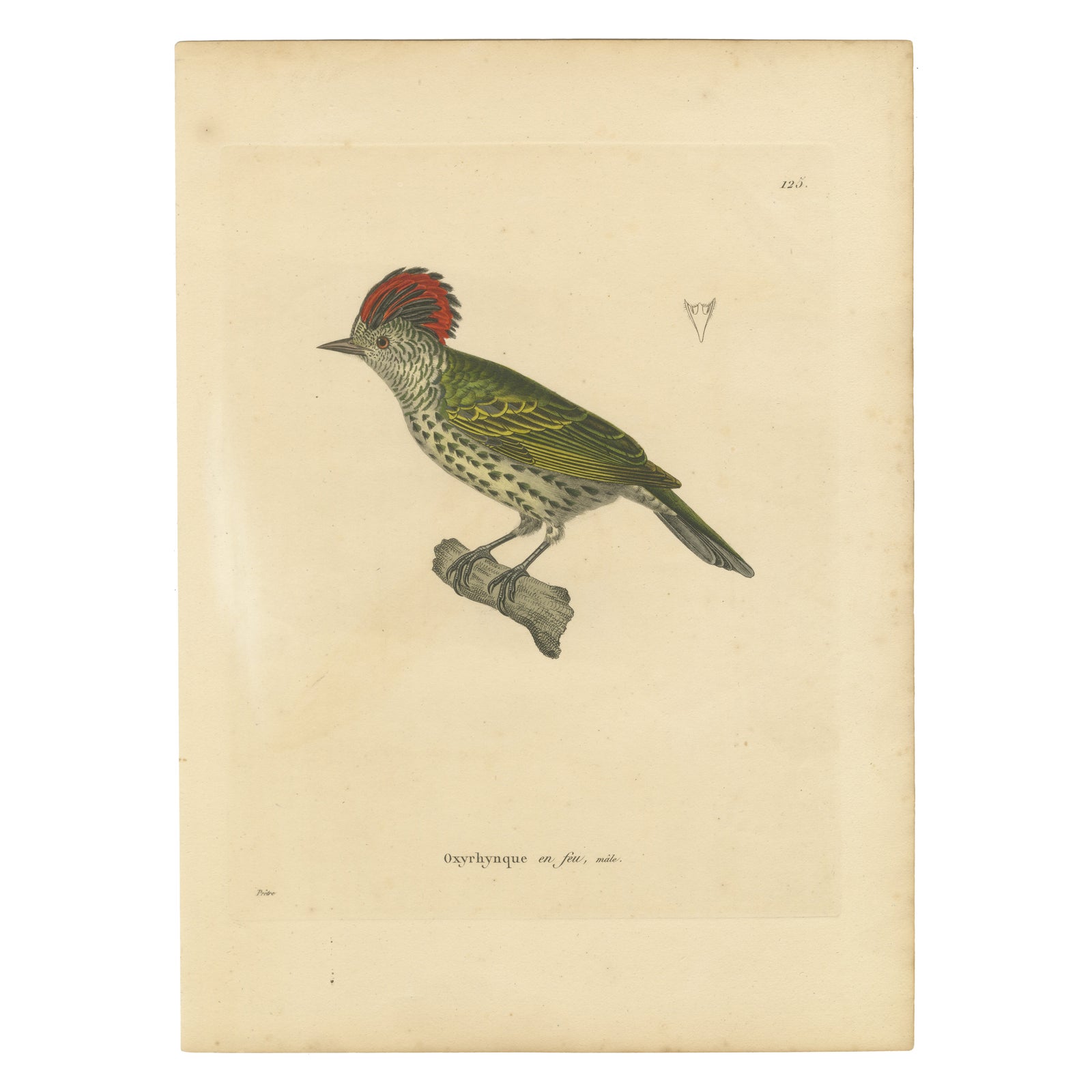 Engraving of a Crested Woodpecker, Exotic Ornithological Print, circa 1808