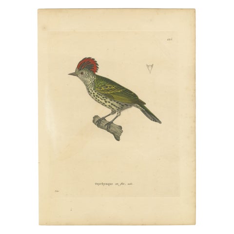 Engraving of a Crested Woodpecker, Exotic Ornithological Print, circa 1808