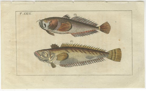 Set of 4 Antique Fish Prints - Remora - Dragonet - Star Gazer, view 3