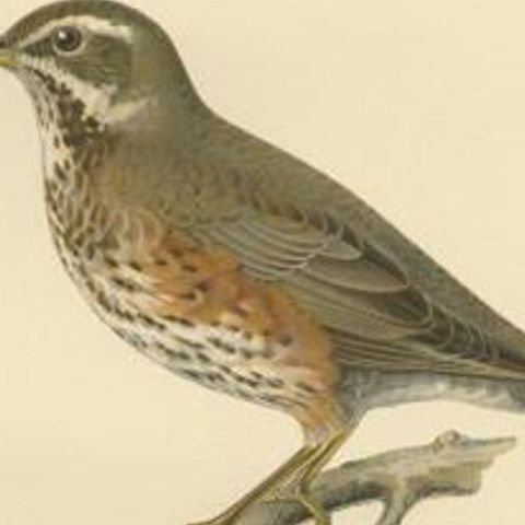 Antique Bird Print of The Redwing by Von Wright, 1927, close-up 2