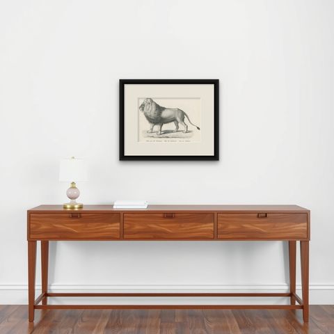Original Antique Print of a Barbary Lion by Brodtmann, shown framed on a wall
