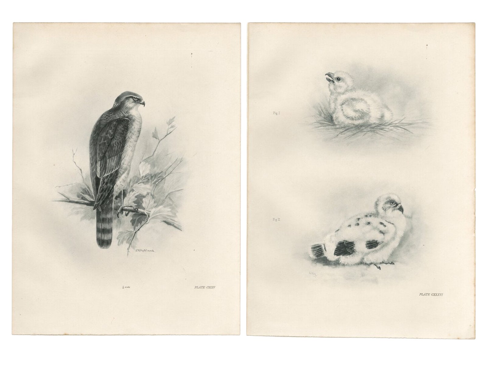 Adult Sparrowhawk and Chicks Antique Bird Prints, Set of Two, circa 1908