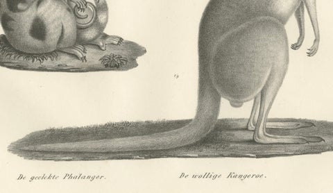 19th-Century Lithograph of a Spotted Phalanger and Woolly Kangaroo of Australia, close-up 1