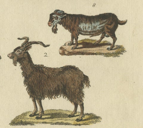Antique Handcolored Engraving of Domestic Goats, c.1800, close-up 1