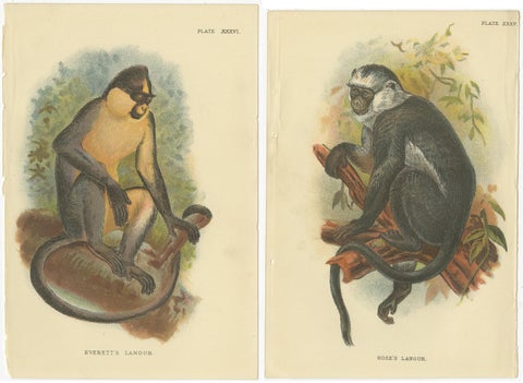 Set of 2 Antique Prints of Langur Monkey Species by Lloyd, circa 1894, view 4