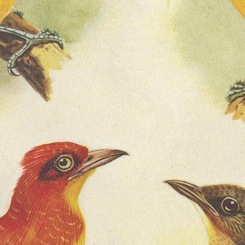 Antique Print of the Golden Bird and the Yellow-Throated Golden Bird, 1950, close-up 2
