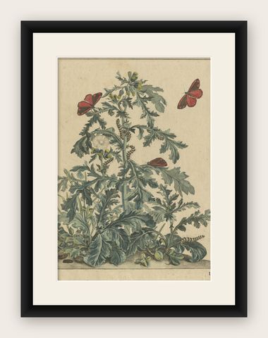 Rare and Beautiful Original Antique Print of Butterflies, 1774, shown framed
