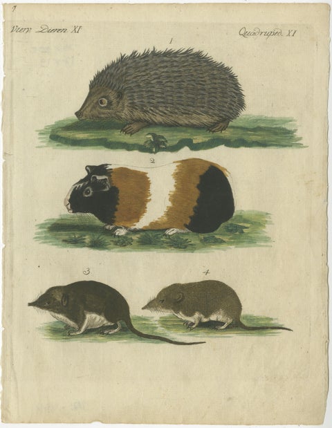 Hand Colored Antique Print of a Hedgehog, Guinea Pig and Two Mice, view 2
