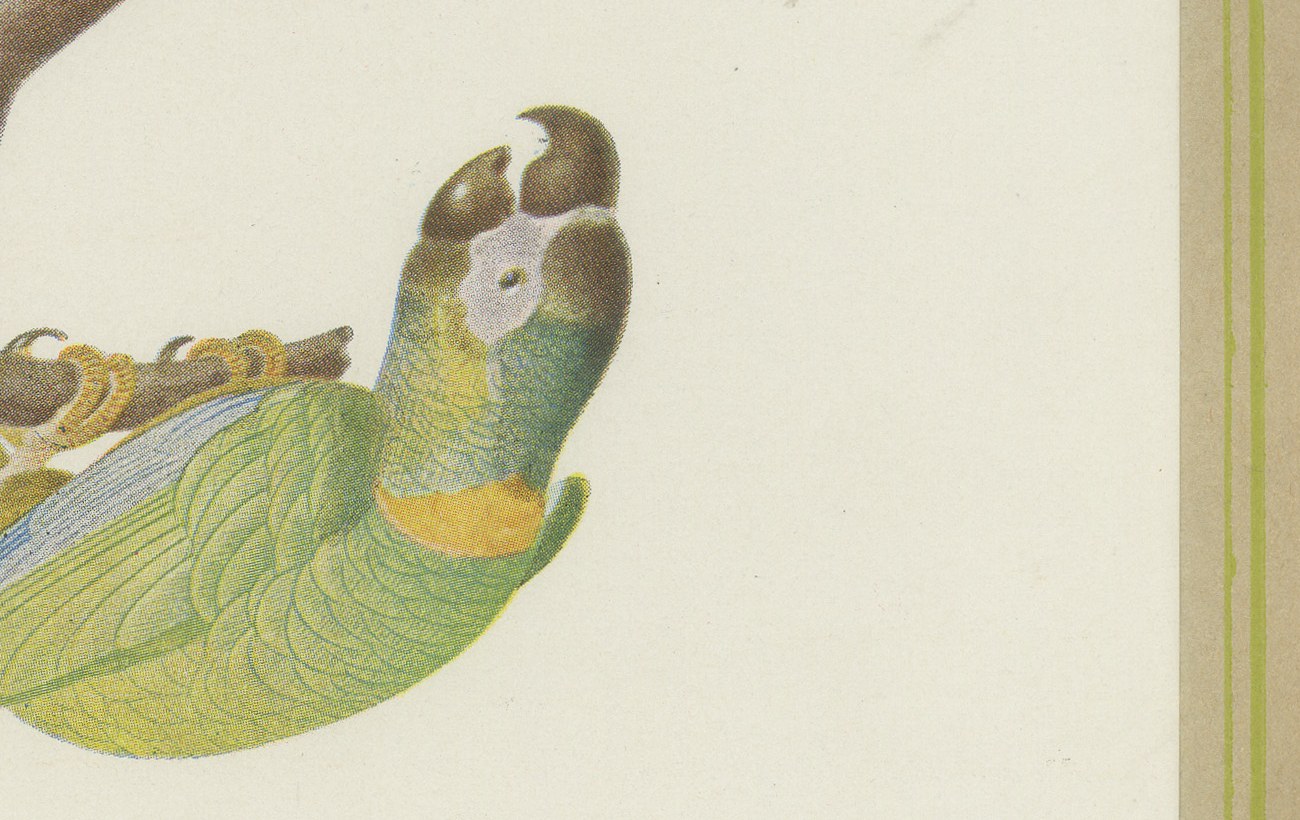 Scarlet Macaw with Parakeets, Brazilian Bird Print, Descourtilz, 1944, view 5