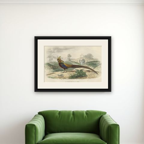 Beautiful Decorative Hand-Colored Print of a Golden Pheasant from China, C.1840, shown framed on a wall