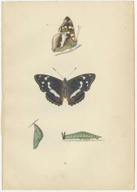 Wings of Elegance: A Victorian Exploration of British Butterfly Splendour, 1890, view 4