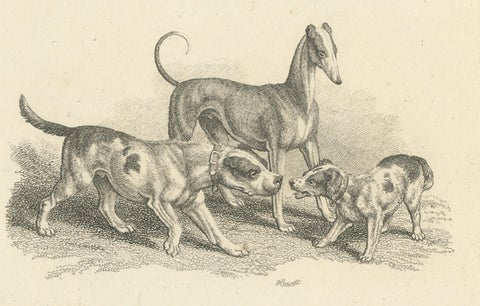 Three Dogs, Antique Etching by Samuel Howitt from Miscellaneous Etchings, 1812, close-up 2